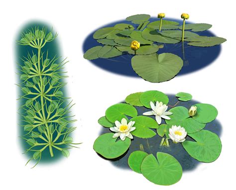 5 aquatic plants drawing|Aquatic Plants illustrations .